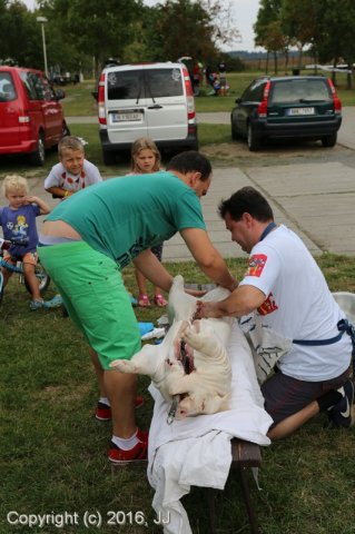Džbán 2016 - Speciální výstava CAC 3.září 2016