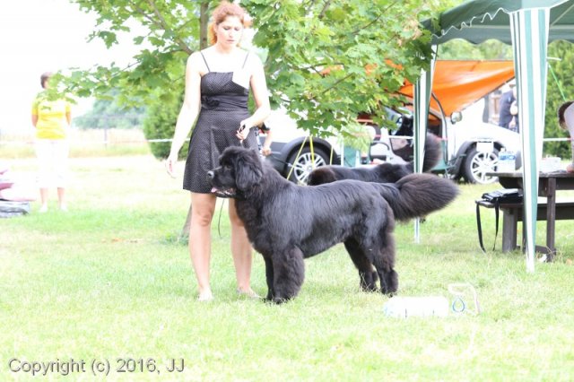 Džbán 2016 - Speciální výstava CAC 3.září 2016