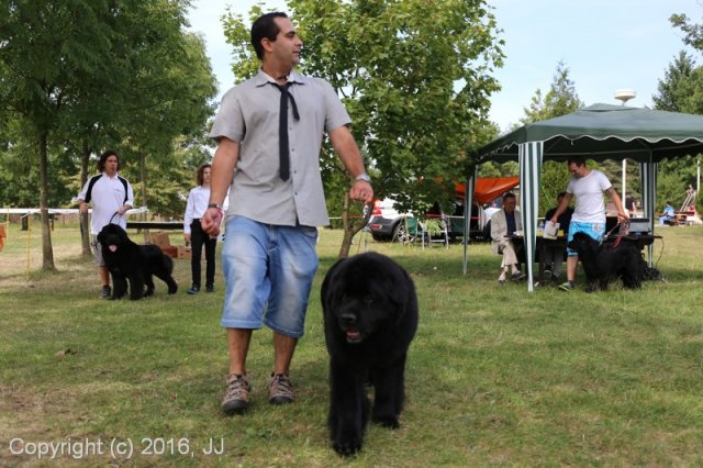 Džbán 2016 - Speciální výstava CAC 3.září 2016