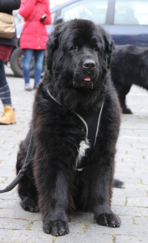 Předvánoční Prahou 2016