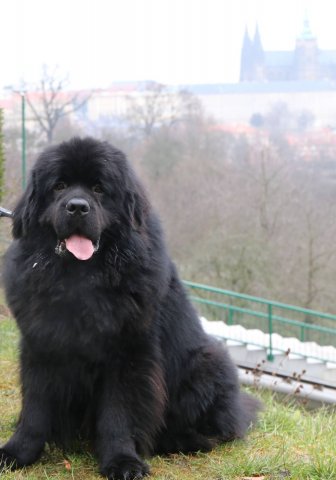 Předvánoční Prahou 2016