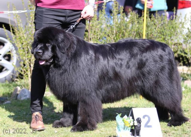 KV Chržín 2022 - CAC, Kl.vítěz