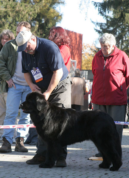 Croxijene z Vavřineckých louček CACIB crixijene_z_vavrineckych_loucek_cacib.jpg
