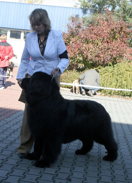 G-Ch Fabricius od Trojské skály CACIB g-ch_fabricius_od_trojske_skaly_cacib.jpg