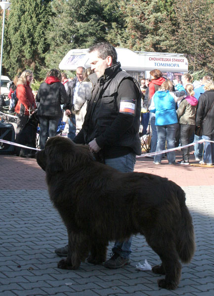 Huckleberry Fin z Horpu CAC, res. CACIB huckebery_fin_z_horpu_ot_cac.jpg