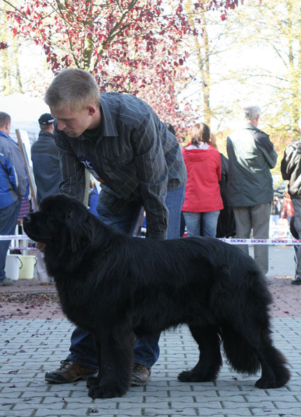 Kaira od Trojské skály CAJC, nejlepší mladý jedinec kaira_odtrojske_skaly_cajc_nejl_mlady.jpg