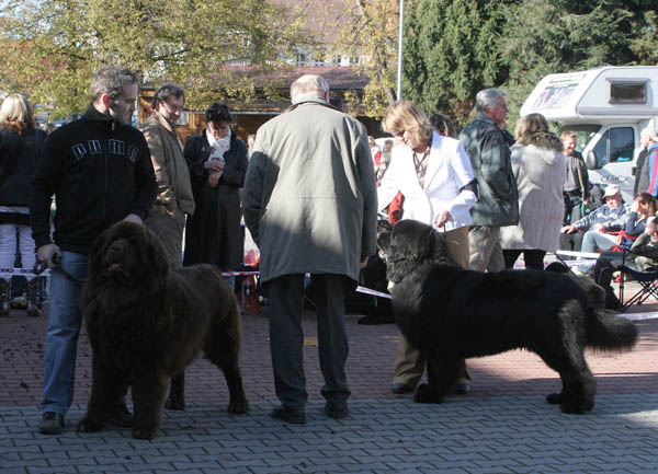 Boj o CACIBa - psi o_cacib_psi.jpg