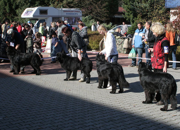 třída otevřená - feny otevena_feny.jpg