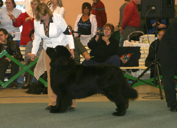 V užším výběru skupiny II. FCI skupina_2.jpg