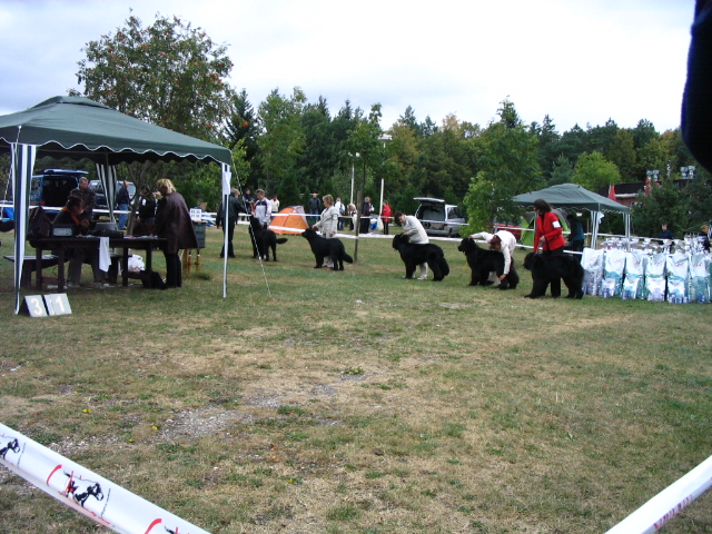 účastníci mezitřídy psů účastníci mezitřídy psů