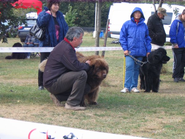 Třída otevřená psi Třída otevřená psi