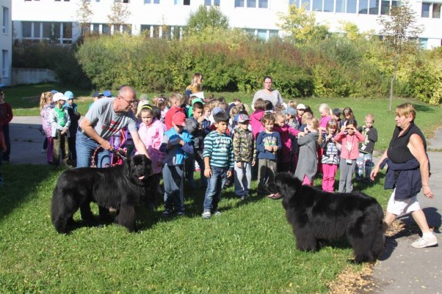 Novofundlanďani ve škole