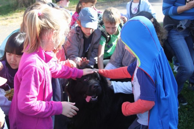 Novofundlanďani ve škole