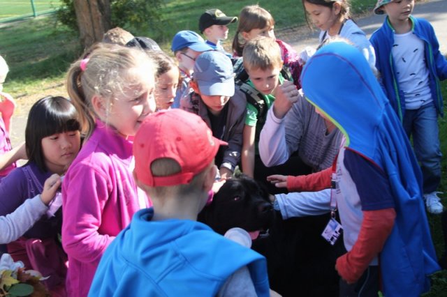 Novofundlanďani ve škole