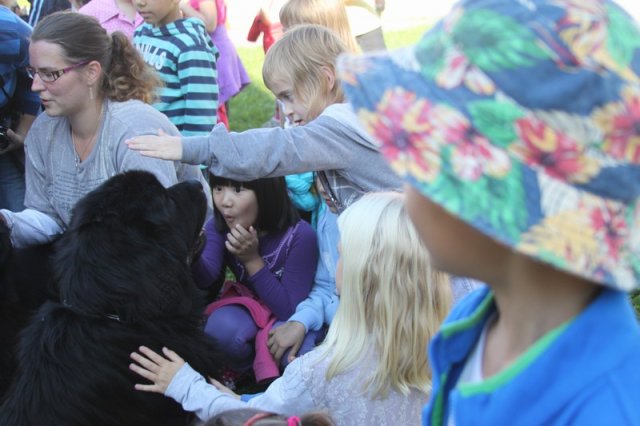 Novofundlanďani ve škole