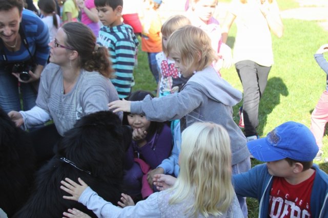 Novofundlanďani ve škole