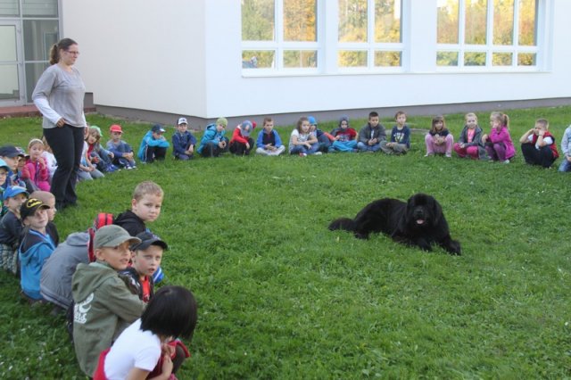 Novofundlanďani ve škole