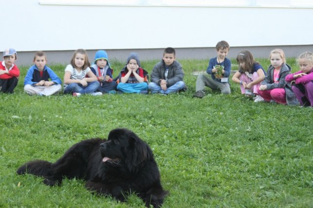 Novofundlanďani ve škole