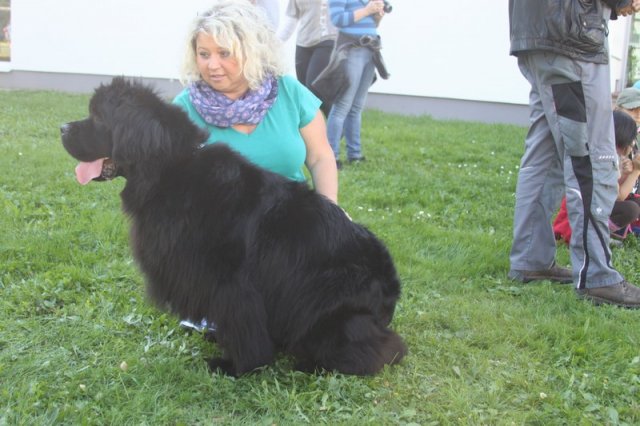 Novofundlanďani ve škole