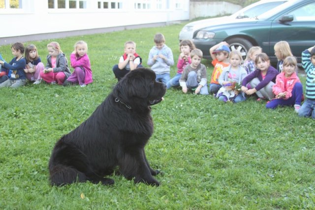Novofundlanďani ve škole