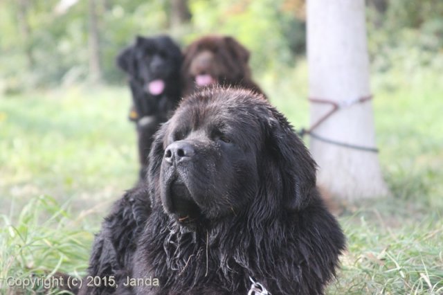 Zamykání vody 2015