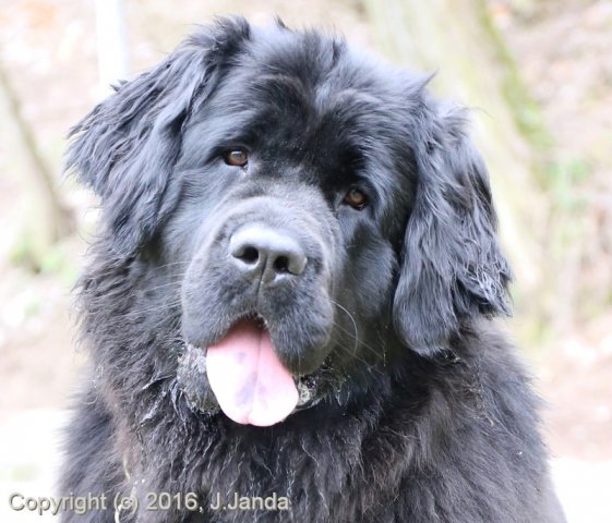 Divoká Šárka 2016