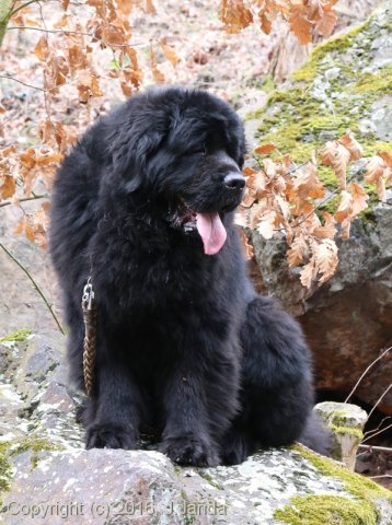 Divoká Šárka 2016