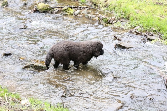 Divoká Šárka 2016