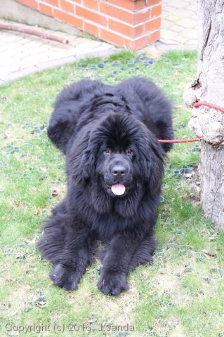 Divoká Šárka 2016