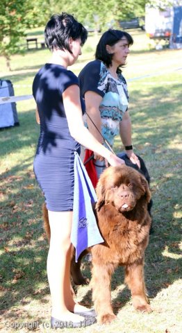 Džbán 4.9.2016 - Klubová výstava CAC