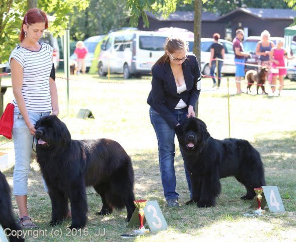 Džbán 4.9.2016 - Klubová výstava CAC