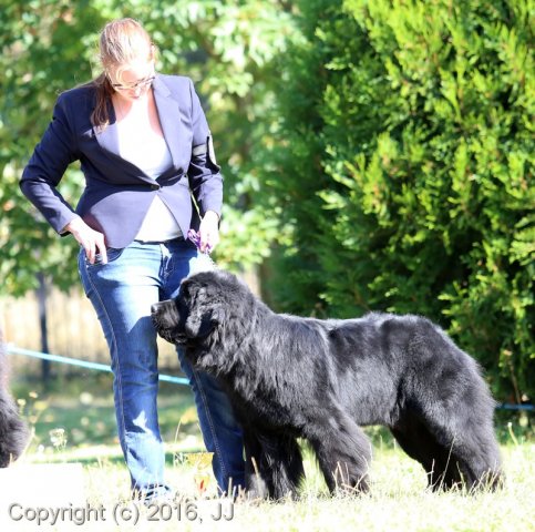 Džbán 4.9.2016 - Klubová výstava CAC