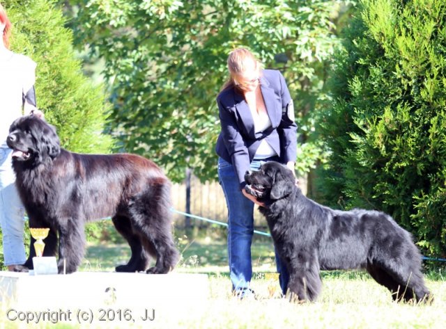 Džbán 4.9.2016 - Klubová výstava CAC