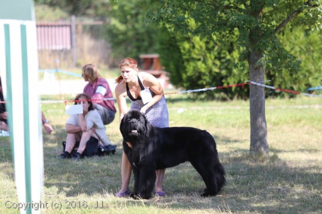 Džbán 4.9.2016 - Klubová výstava CAC