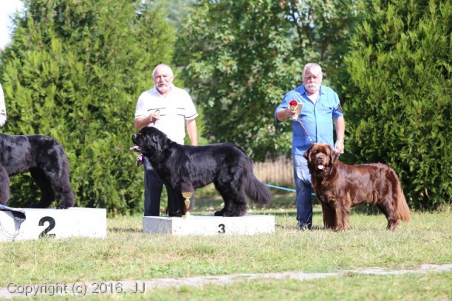 Džbán 4.9.2016 - Klubová výstava CAC