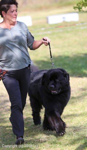 Džbán 4.9.2016 - Klubová výstava CAC