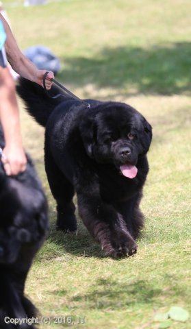 Džbán 4.9.2016 - Klubová výstava CAC