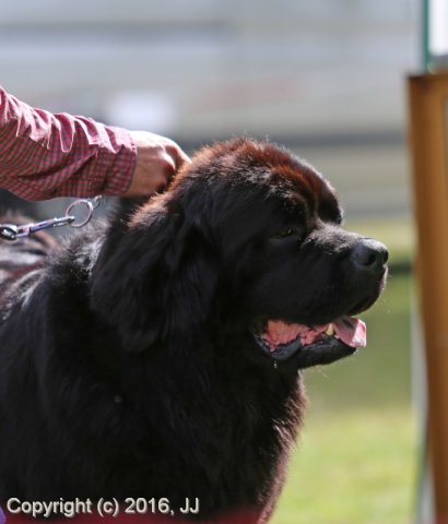 Džbán 4.9.2016 - Klubová výstava CAC