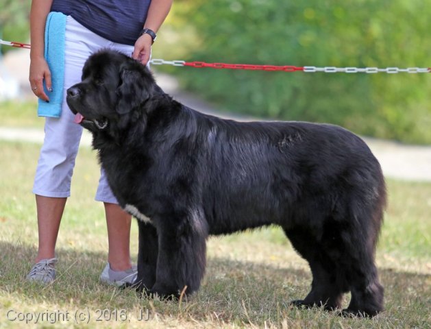 Džbán 4.9.2016 - Klubová výstava CAC