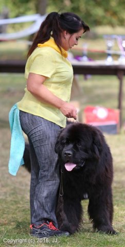 Džbán 4.9.2016 - Klubová výstava CAC