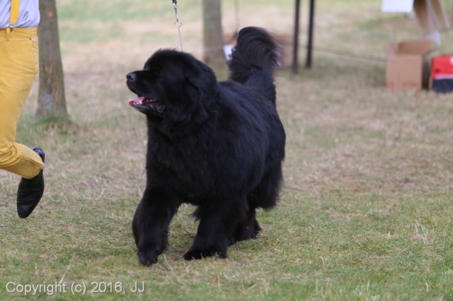 Džbán 4.9.2016 - Klubová výstava CAC