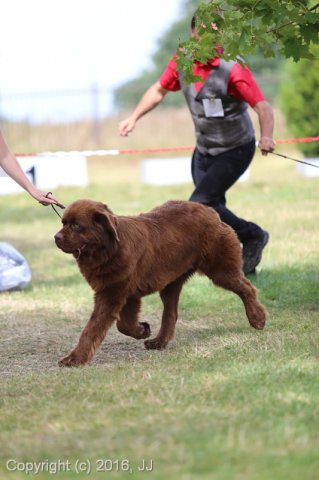 Džbán 4.9.2016 - Klubová výstava CAC