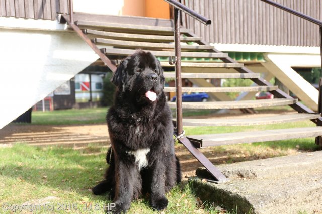 1.10.2016 Nová Živohošť