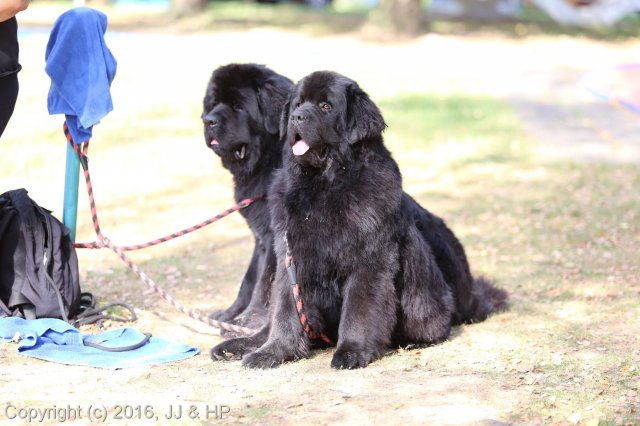 1.10.2016 Nová Živohošť