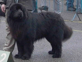 camel od trojske skaly