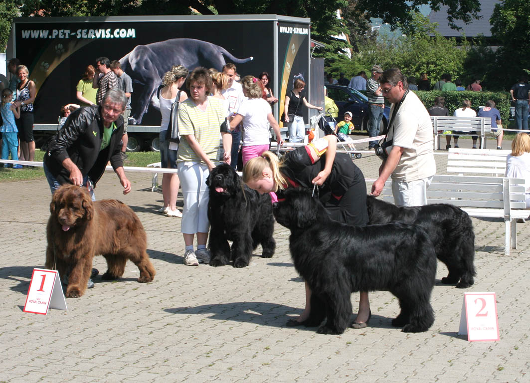 Feny boj o CACIB a Res.CACIB