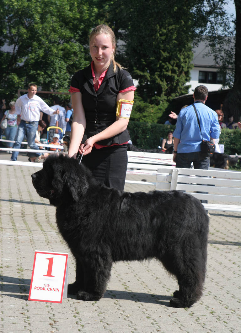 Xmas Angel-Br vom Belmer Berg
