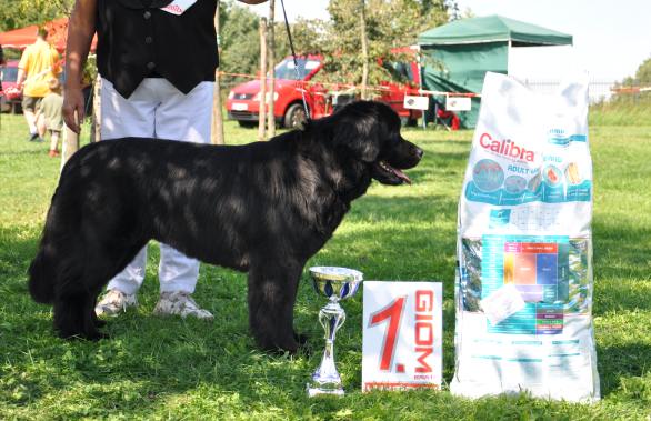 Klubový vítěz -fena